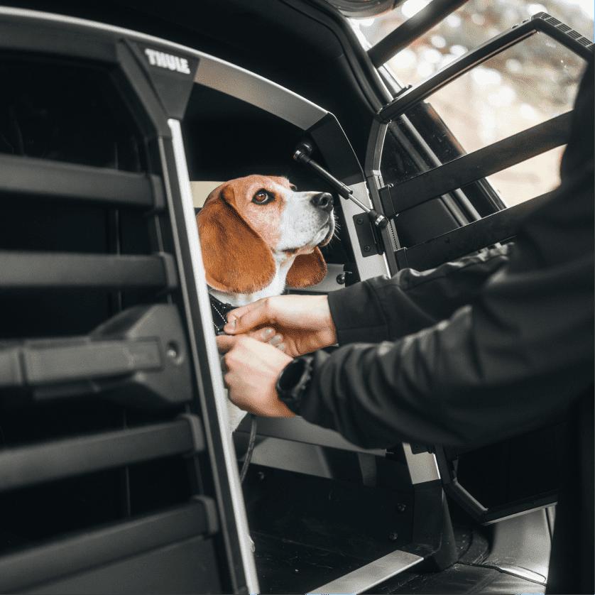 THULE HUNDE