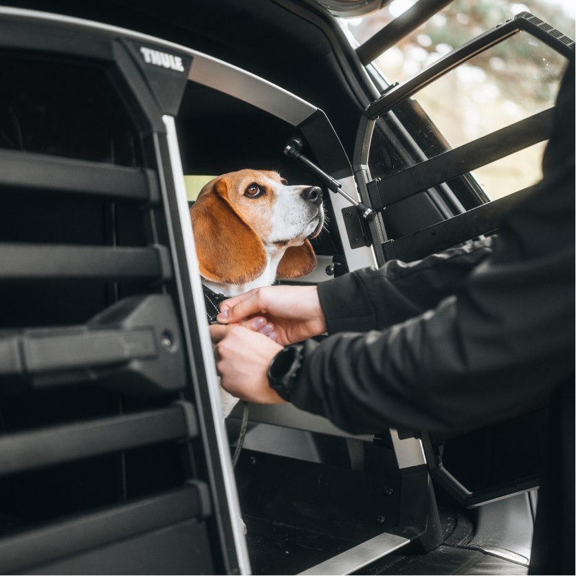 THULE HUNDE
